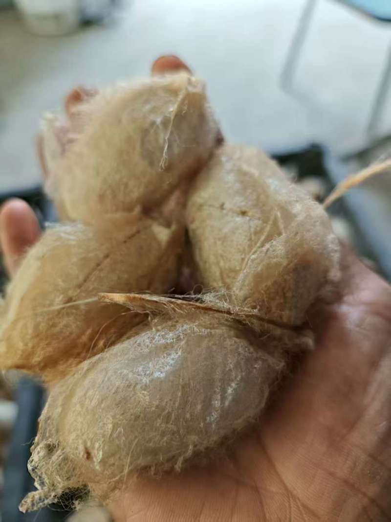 东北柞蚕丝柞蚕蛹茧蛹新鲜当季