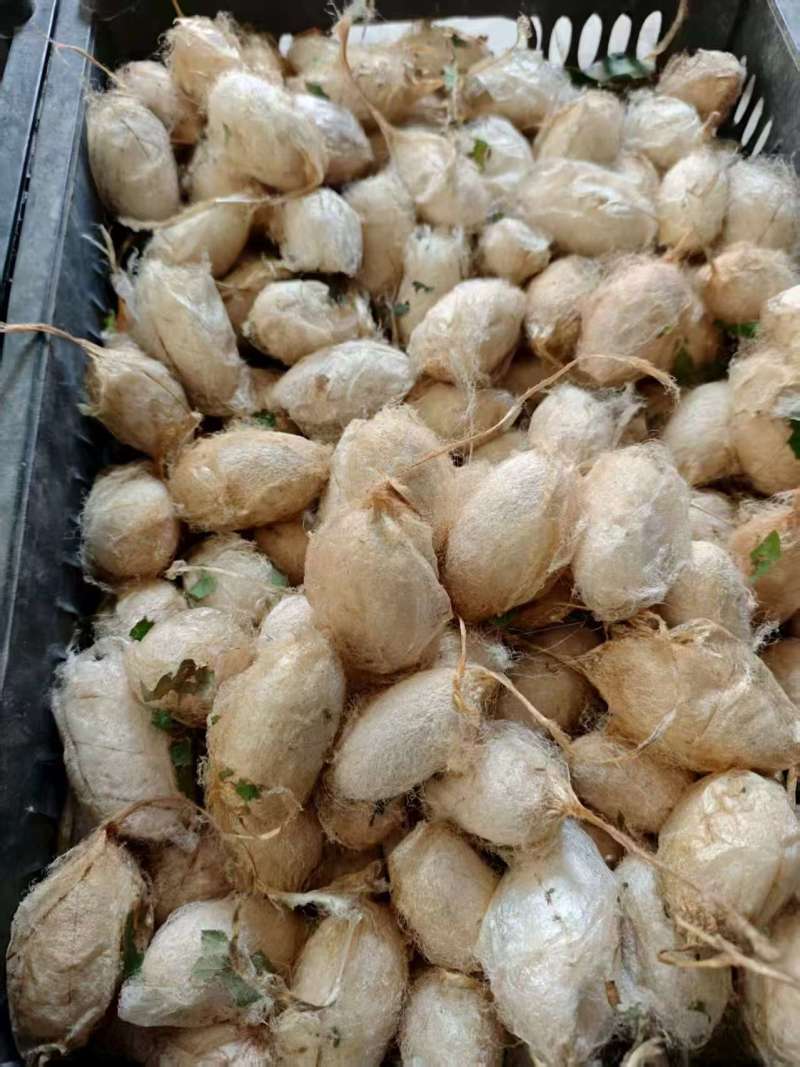 东北柞蚕丝柞蚕蛹茧蛹新鲜当季