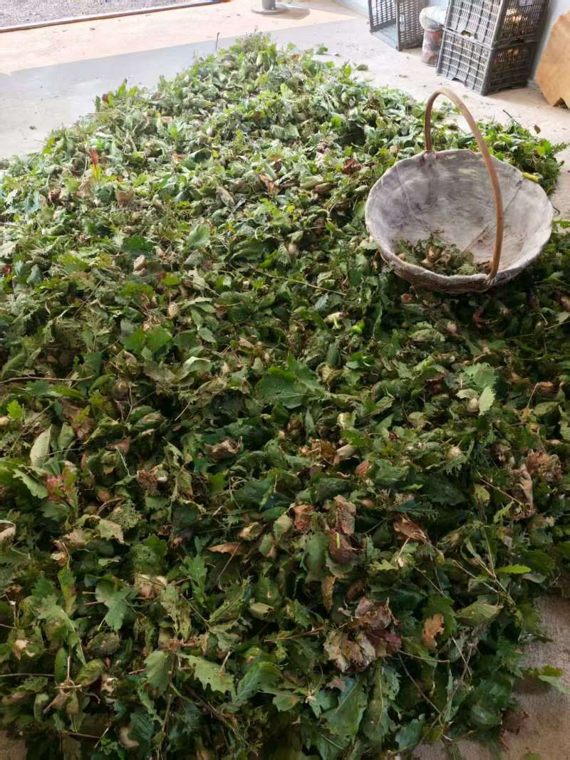 东北柞蚕丝柞蚕蛹茧蛹新鲜当季
