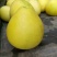 白心柚精品果