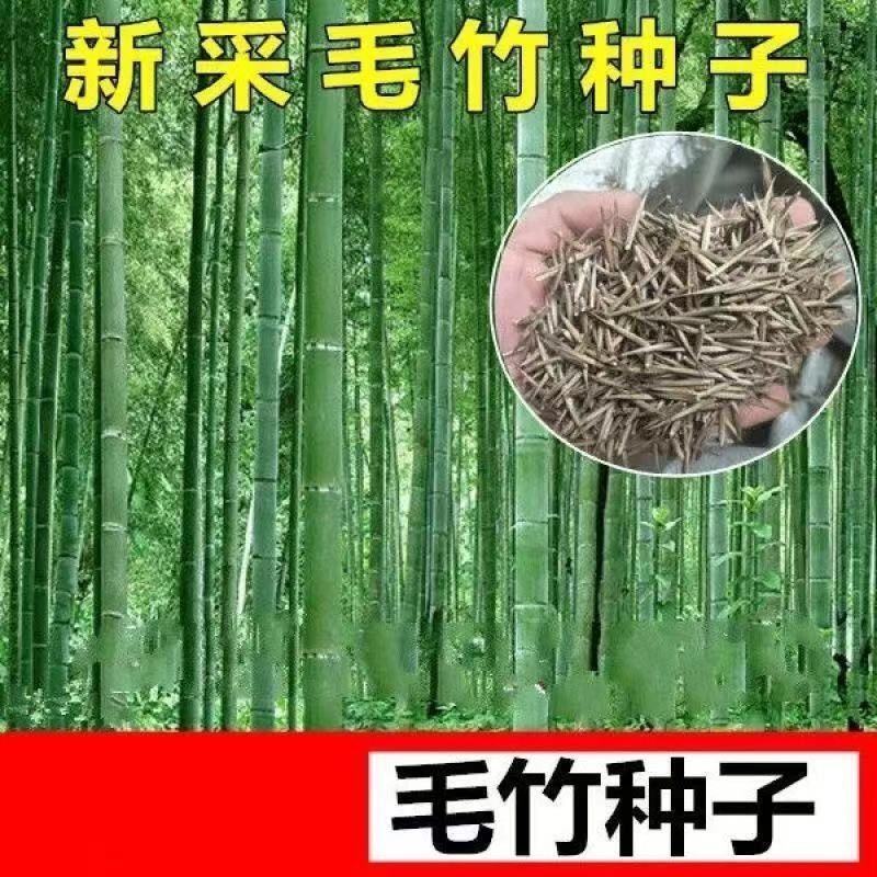 新采摘大型毛竹种子生长快江南竹茅竹楠竹黄竹食用竹笋竹子