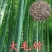 新采摘大型毛竹种子生长快江南竹茅竹楠竹黄竹食用竹笋竹子