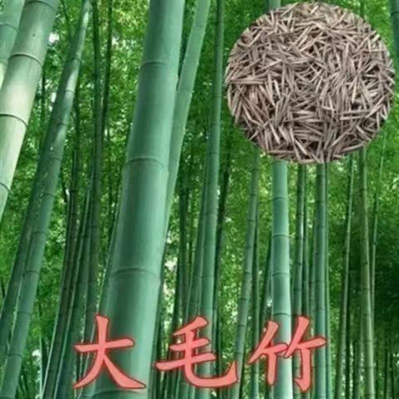 新采摘大型毛竹种子生长快江南竹茅竹楠竹黄竹食用竹笋竹子