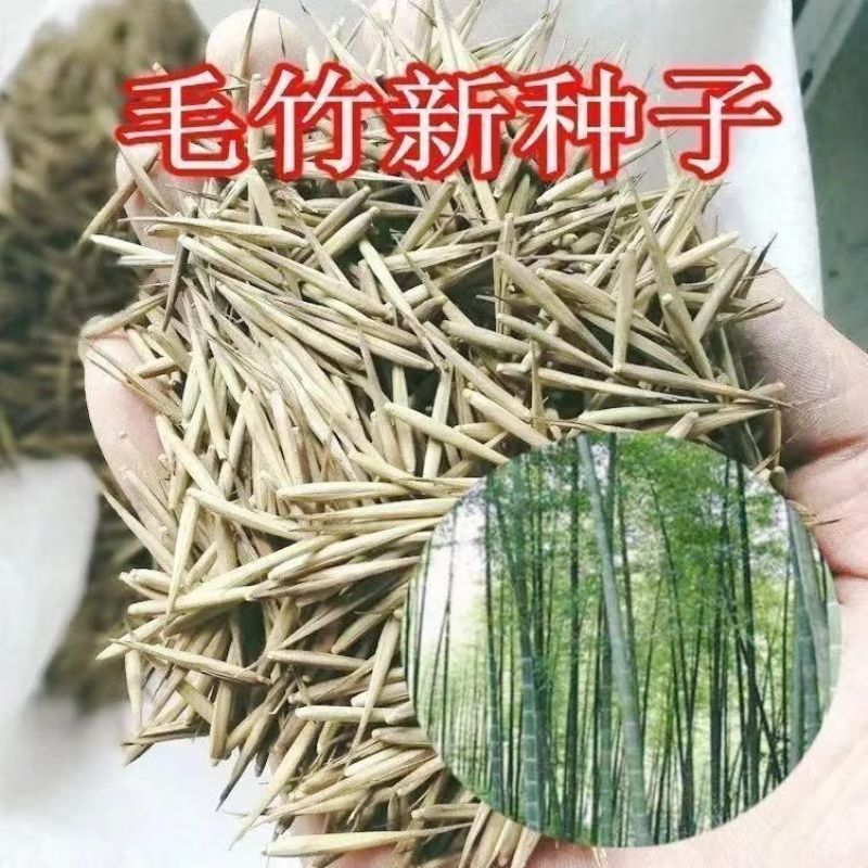新采摘大型毛竹种子生长快江南竹茅竹楠竹黄竹食用竹笋竹子