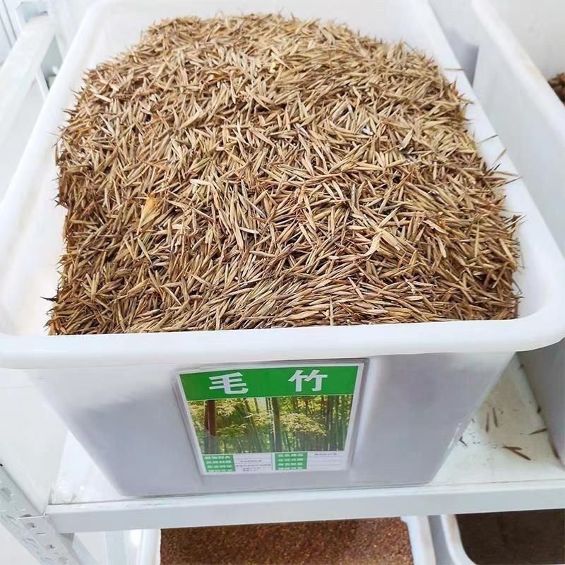 新采摘大型毛竹种子生长快江南竹茅竹楠竹黄竹食用竹笋竹子