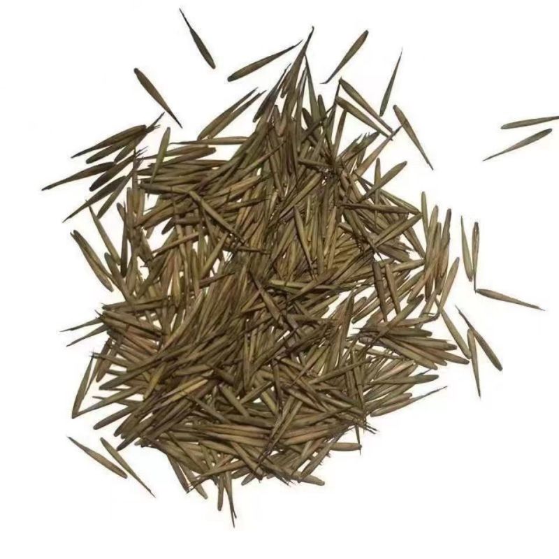 新采摘大型毛竹种子生长快江南竹茅竹楠竹黄竹食用竹笋竹子