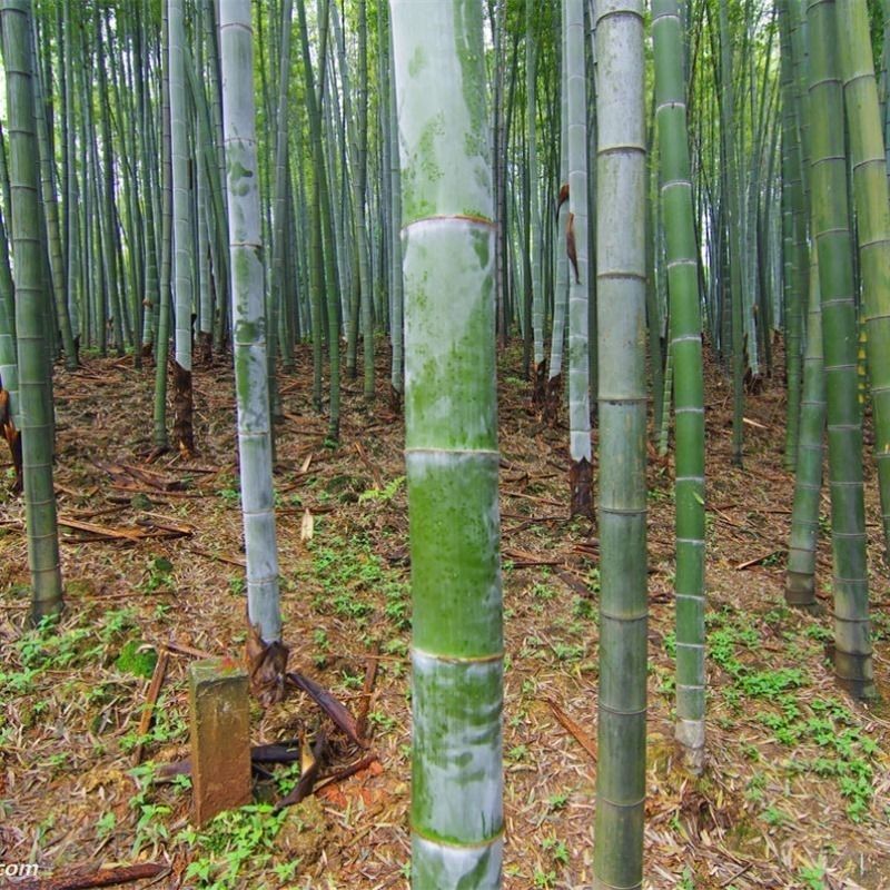 新采摘大型毛竹种子生长快江南竹茅竹楠竹黄竹食用竹笋竹子