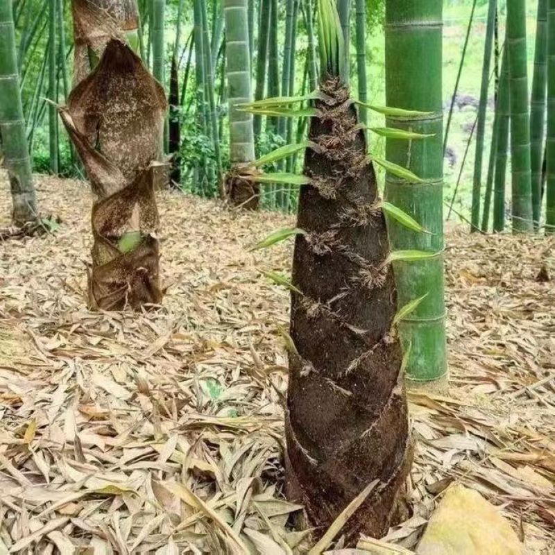 新采摘大型毛竹种子生长快江南竹茅竹楠竹黄竹食用竹笋竹子
