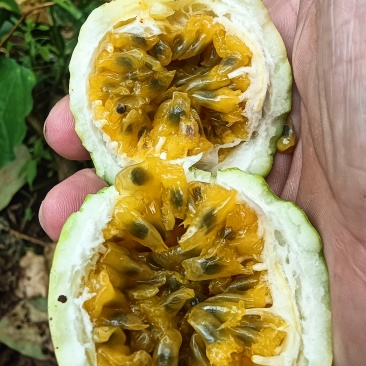 钦蜜9号百香果