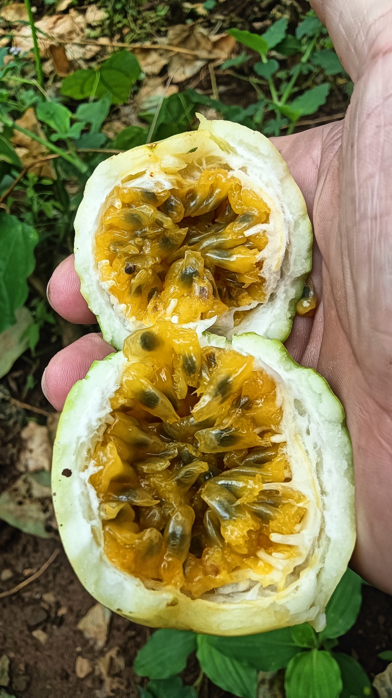 钦蜜9号百香果
