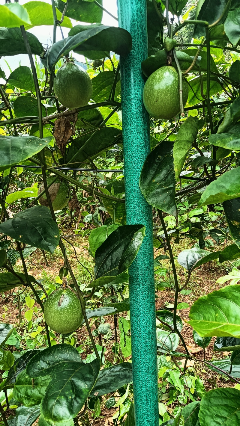 钦蜜9号百香果