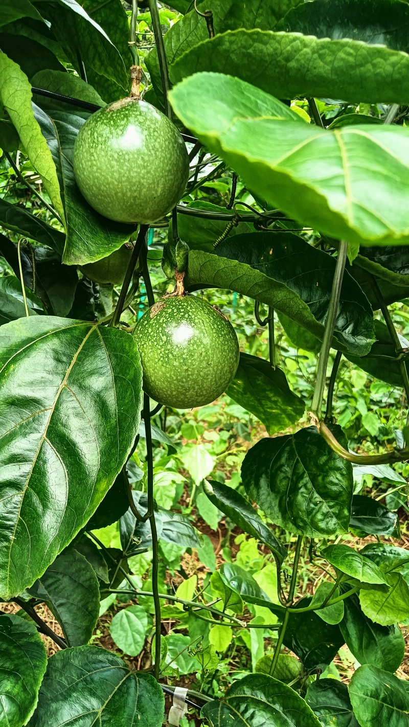 钦蜜9号百香果