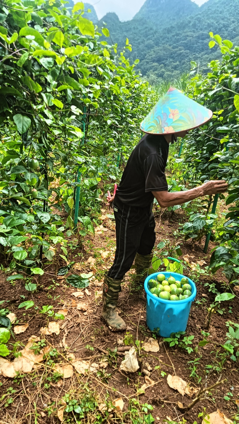 钦蜜9号百香果
