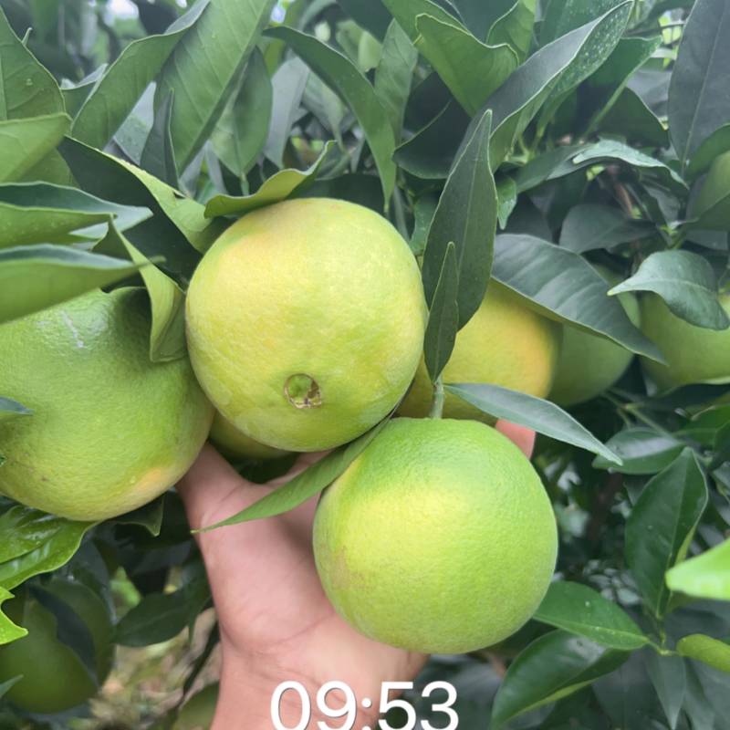 出售赣南脐橙热卖中