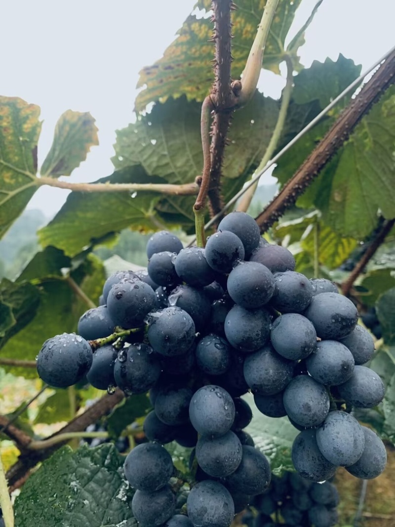 贵州铜仁瓦屋露天酿酒的高山刺葡萄🍇成熟了