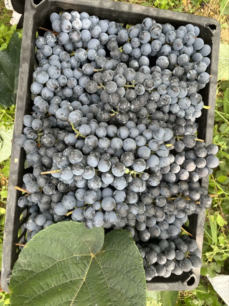 贵州铜仁瓦屋露天酿酒的高山刺葡萄🍇成熟了