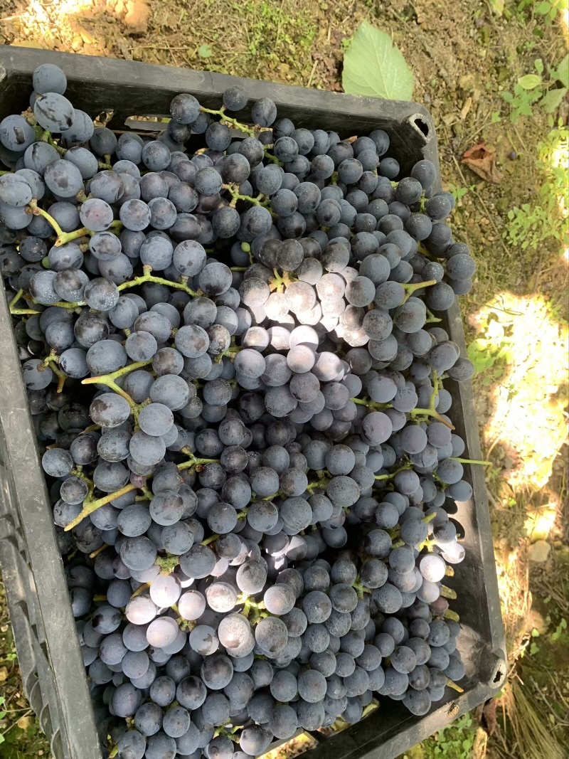 贵州铜仁瓦屋露天酿酒的高山刺葡萄🍇成熟了