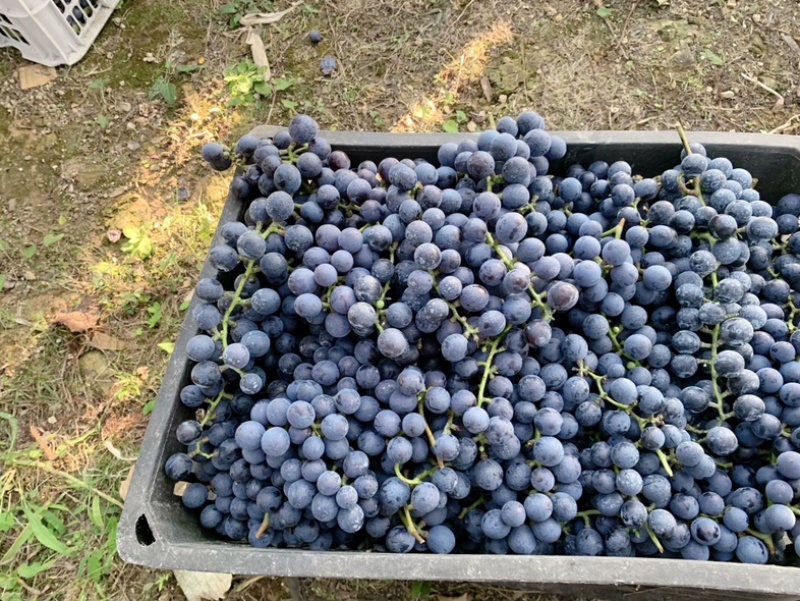 贵州铜仁瓦屋露天酿酒的高山刺葡萄🍇成熟了