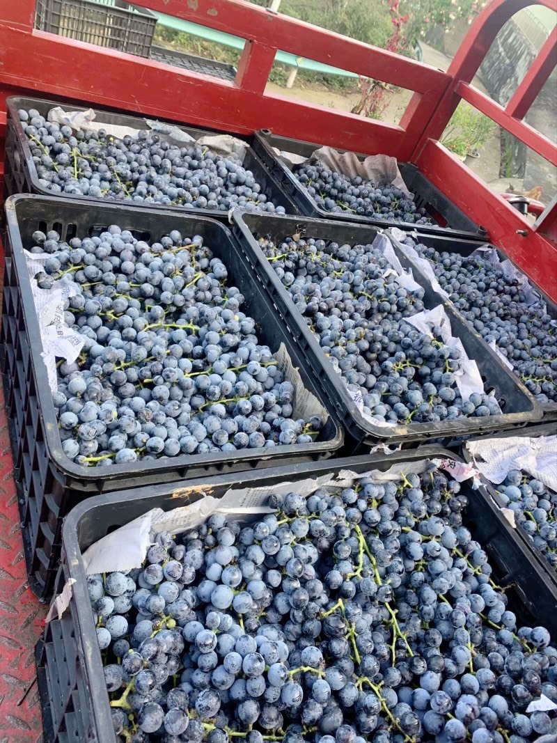 贵州铜仁瓦屋露天酿酒的高山刺葡萄🍇成熟了
