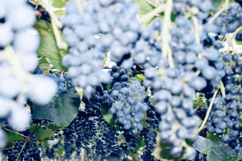 贵州铜仁瓦屋露天酿酒的高山刺葡萄🍇成熟了