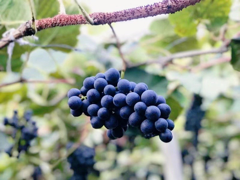 贵州铜仁瓦屋露天酿酒的高山刺葡萄🍇成熟了