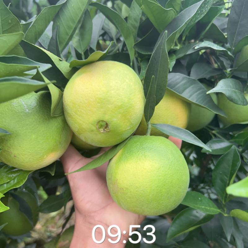 热卖中赣南脐橙