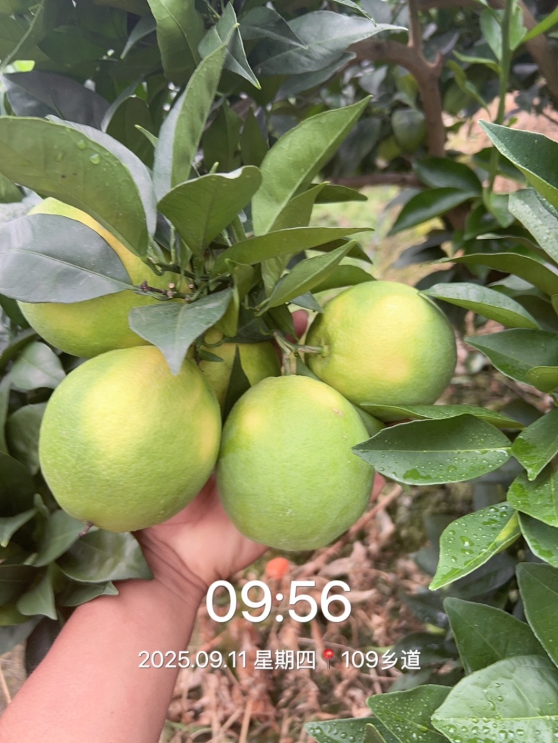 热卖中赣南脐橙