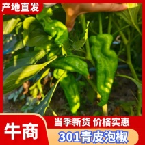 鲜辣椒301泡椒货源充足对接全国价格实惠