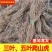 爬山虎苗植物盆栽爬山虎攀援爬墙虎爬藤大苗七彩遮阳庭院耐寒