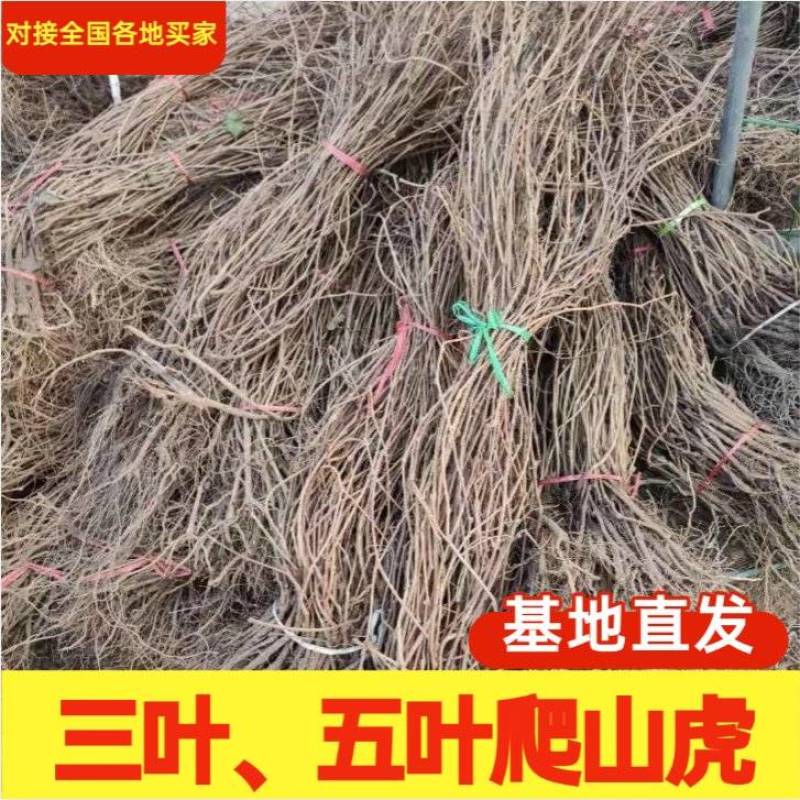 爬山虎苗植物盆栽爬山虎攀援爬墙虎爬藤大苗七彩遮阳庭院耐寒