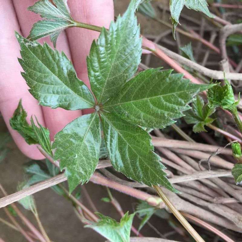 爬山虎苗植物盆栽爬山虎攀援爬墙虎爬藤大苗七彩遮阳庭院耐寒