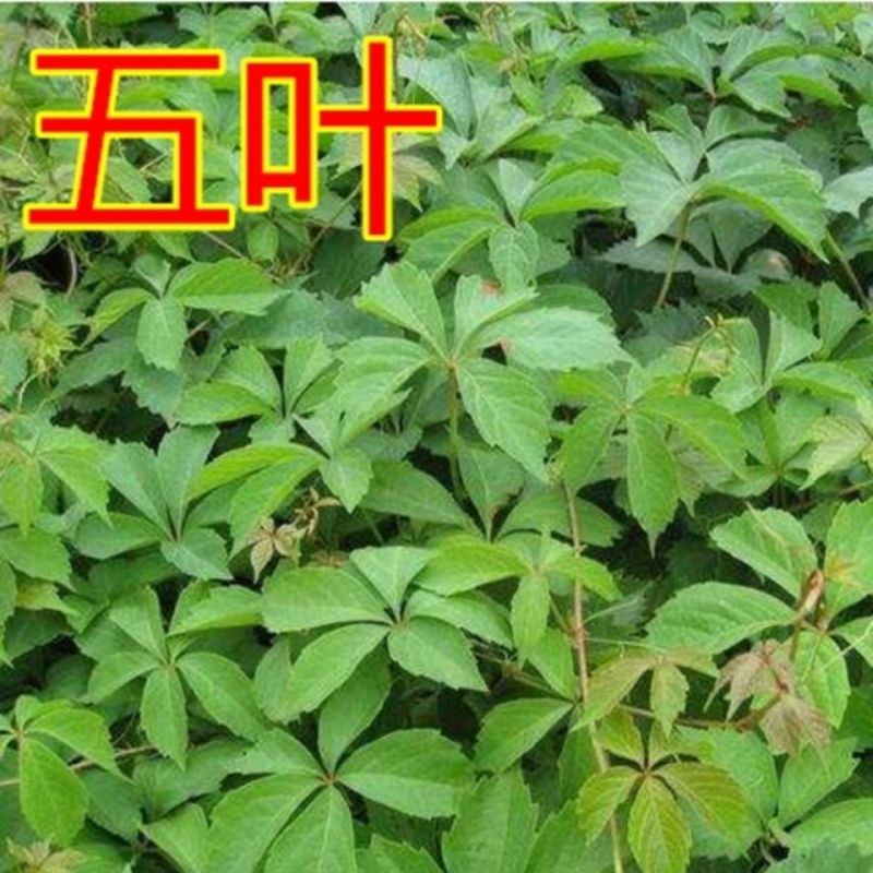 爬山虎苗植物盆栽爬山虎攀援爬墙虎爬藤大苗七彩遮阳庭院耐寒