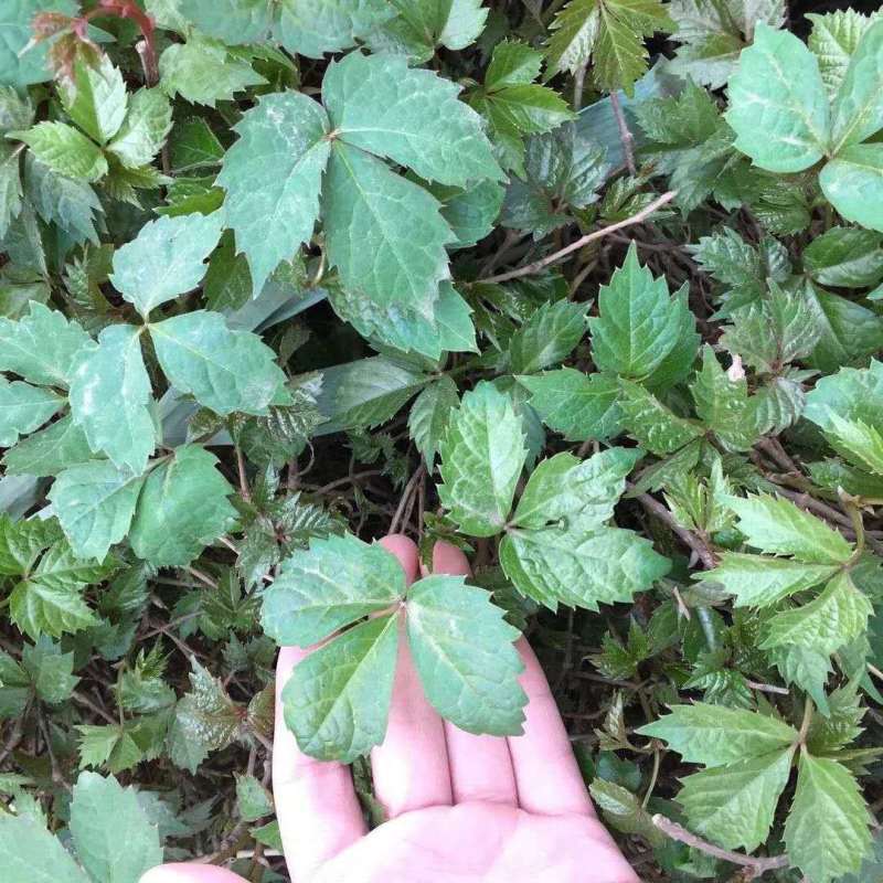 爬山虎苗植物盆栽爬山虎攀援爬墙虎爬藤大苗七彩遮阳庭院耐寒