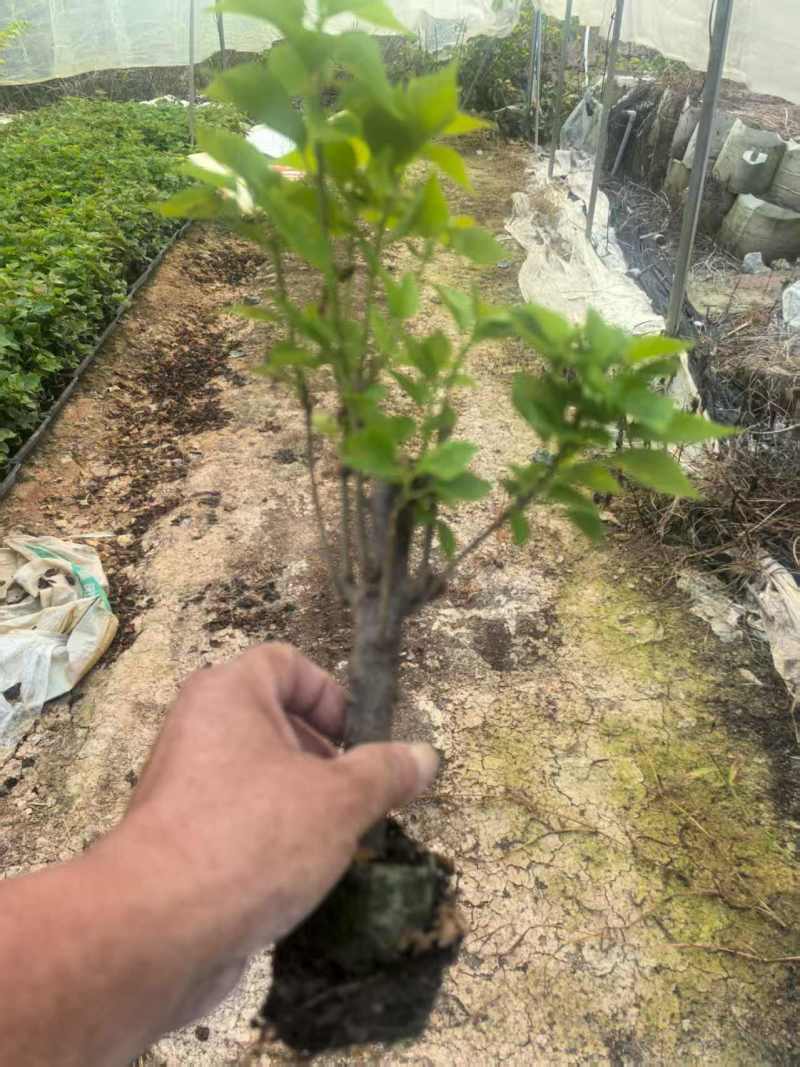60个品种三角梅20杆扦插苗，苗老根壮，基地批发