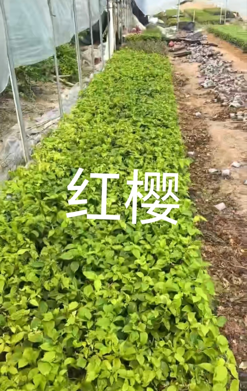 60个品种三角梅20杆扦插苗，苗老根壮，基地批发