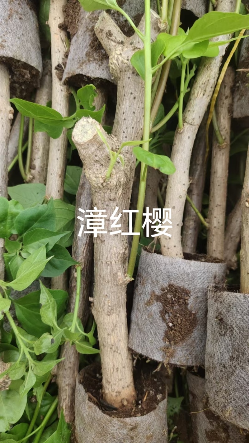60个品种三角梅20杆扦插苗，苗老根壮，基地批发