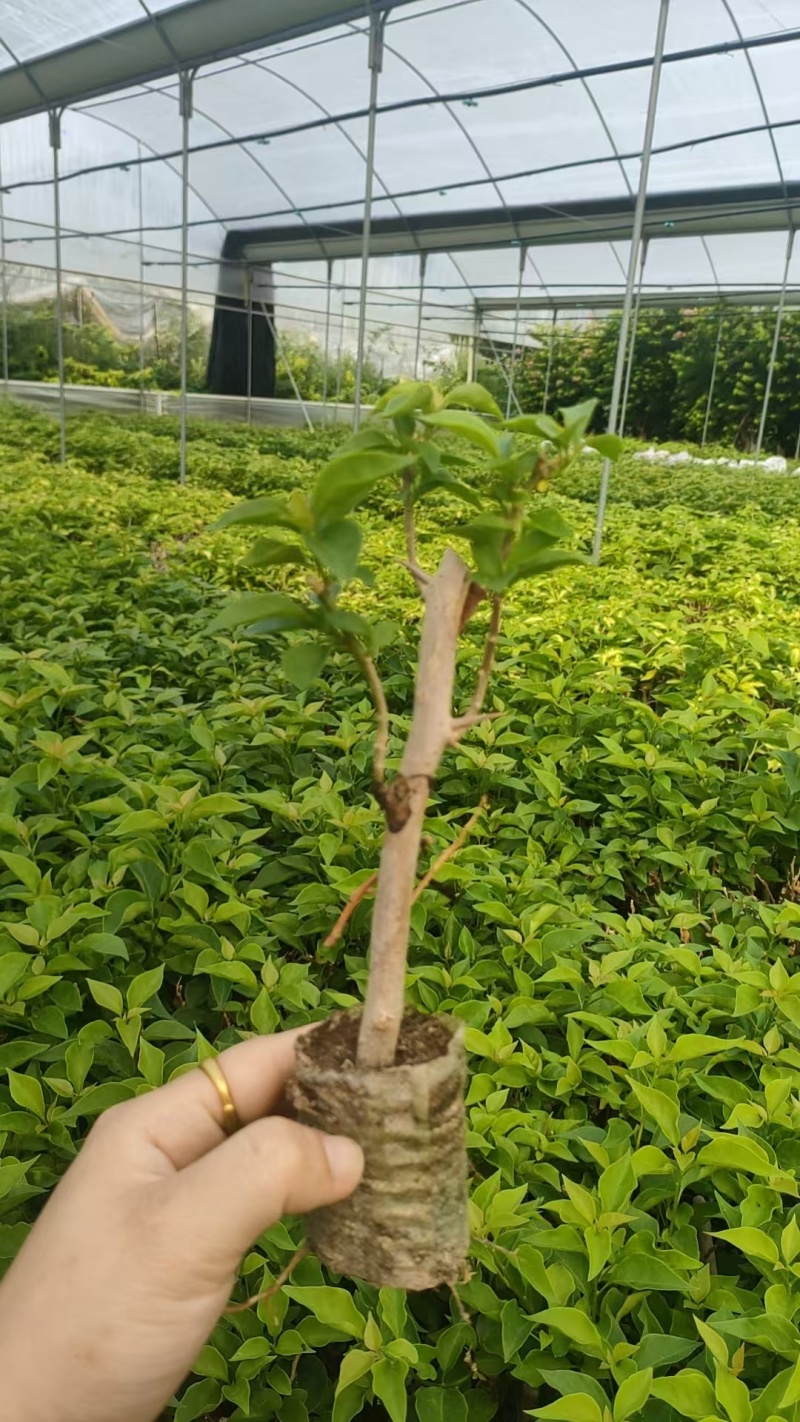 60个品种三角梅20杆扦插苗，苗老根壮，基地批发