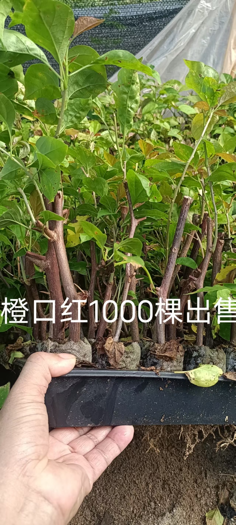 60个品种三角梅20杆扦插苗，苗老根壮，基地批发