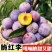正版汶川脆红李脱骨李电商李批发零售产地代发