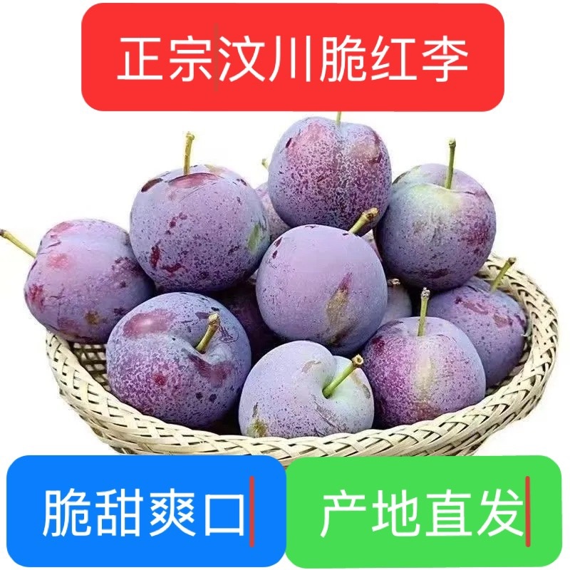 正版汶川脆红李脱骨李电商李批发零售产地代发