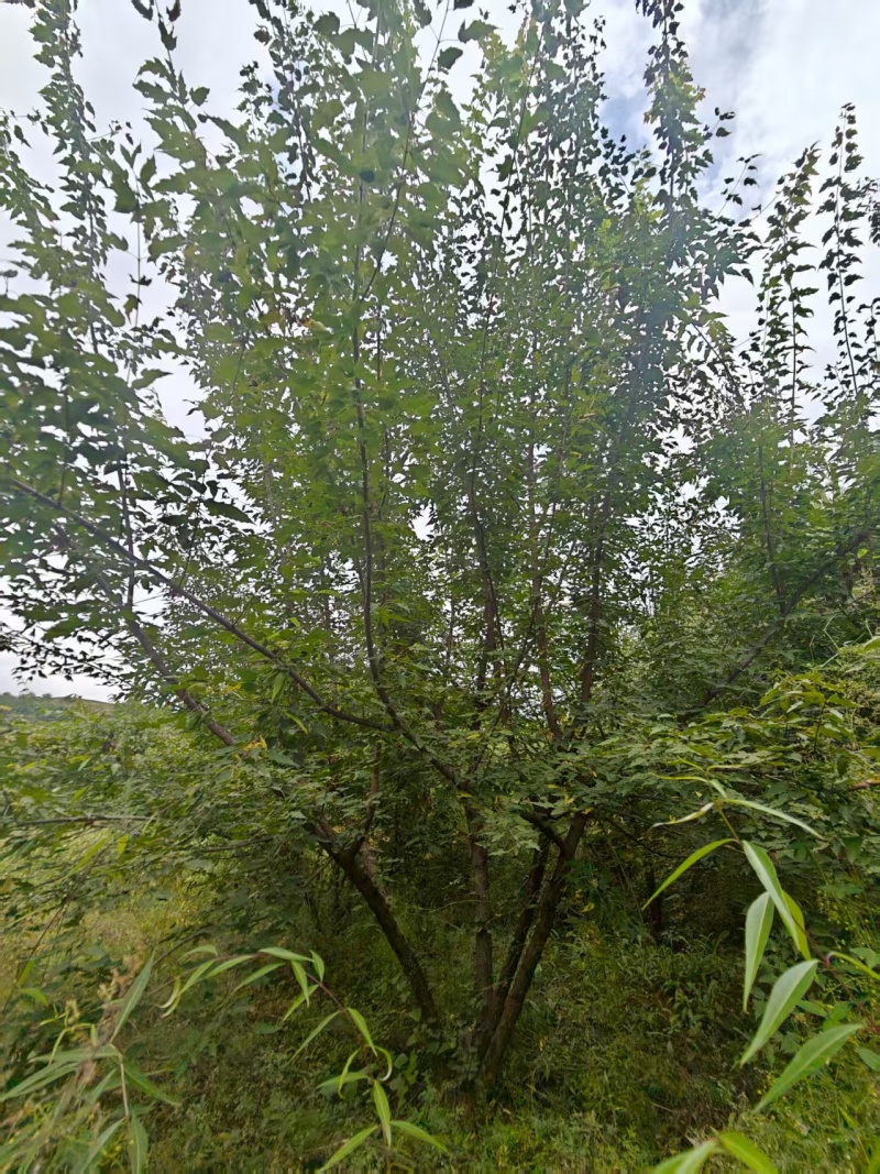 【推荐】茶条槭/产地现挖/视频看货/欢迎咨询