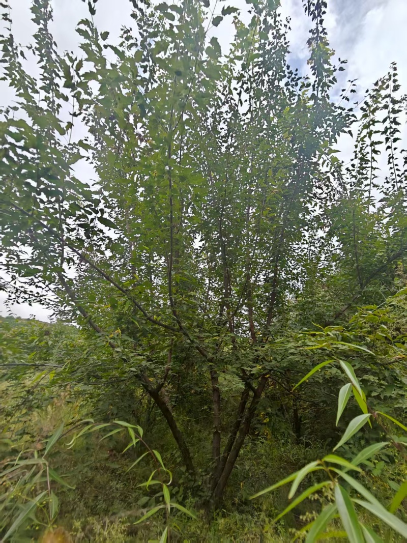 【推荐】茶条槭/产地现挖/视频看货/欢迎咨询