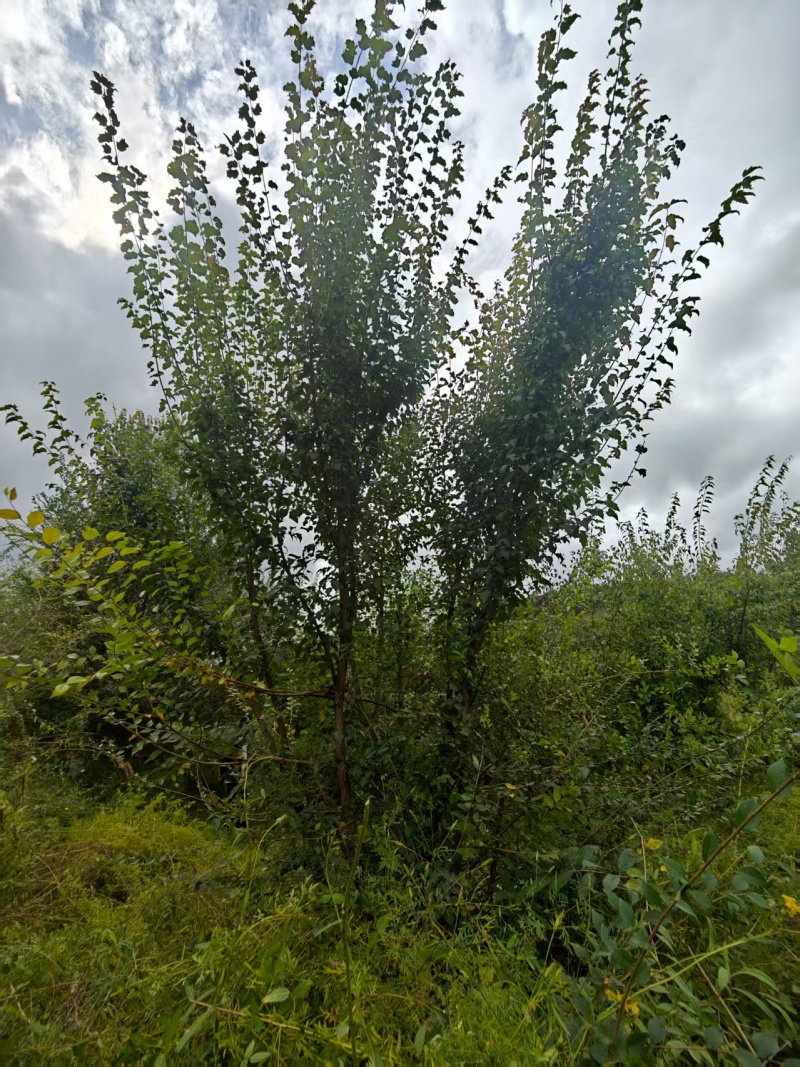 【推荐】茶条槭/产地现挖/视频看货/欢迎咨询