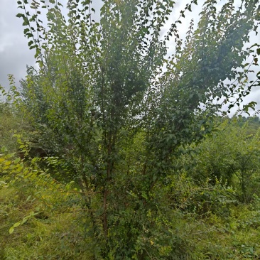 【推荐】茶条槭/产地现挖/视频看货/欢迎咨询