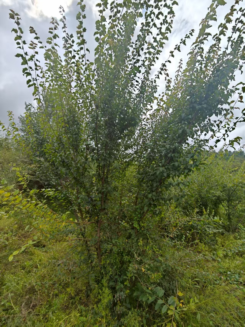 【推荐】茶条槭/产地现挖/视频看货/欢迎咨询