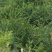 【推荐】茶条槭/产地现挖/视频看货/欢迎咨询