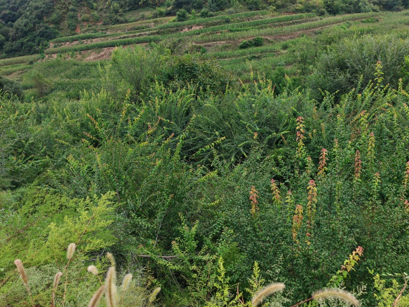 【推荐】茶条槭/产地现挖/视频看货/欢迎咨询
