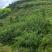 【推荐】茶条槭/产地现挖/视频看货/欢迎咨询