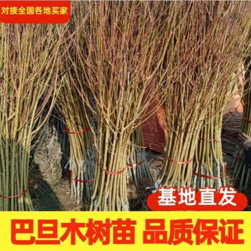 基地直销巴旦木苗巴旦杏扁桃苗南北方种植地栽美国大杏仁包邮
