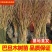 基地直销巴旦木苗巴旦杏扁桃苗南北方种植地栽美国大杏仁包邮